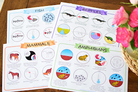 Animal Characteristics (Vertebrates) Learning Pack