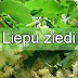 Liepu ziedi