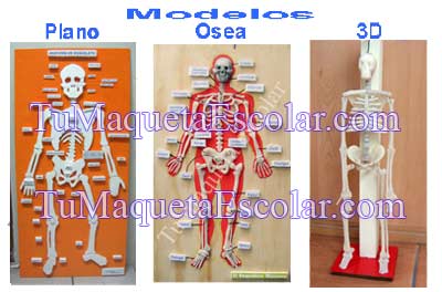 Esqueleto Humano en tres modelos de maquetas