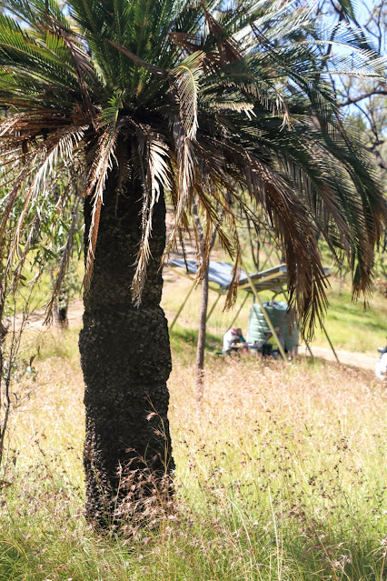 Very tall cycad