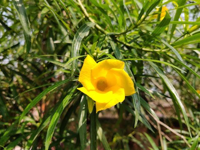 Cascabela Thevetia | All about Yellow Oleander (कनेर पीली)