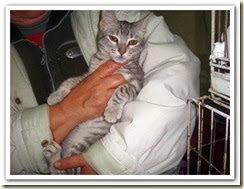 gatito 2
