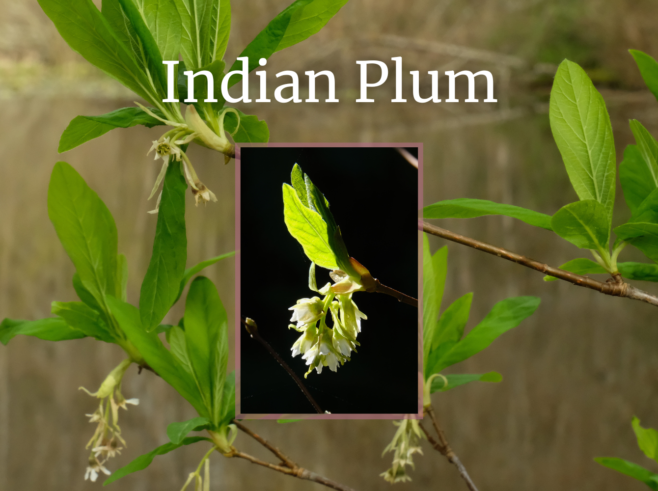 Indian plum bloom