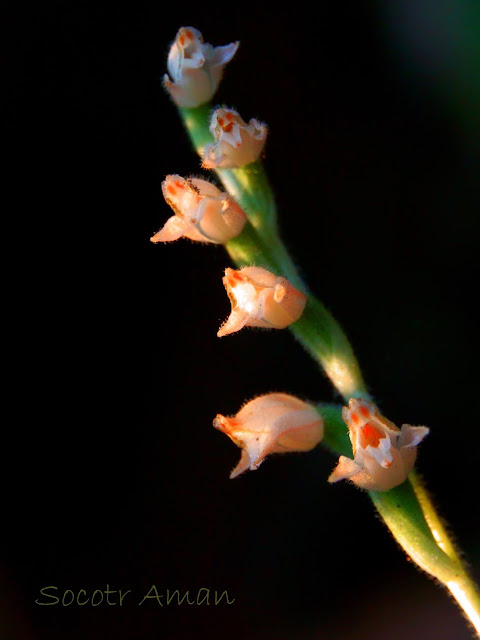 Goodyera schlechtendaliana