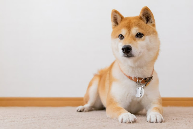 "Beautiful Shiba Inu dog with a proud stance and alert expression, showcasing its distinctive red coat and spirited personality."