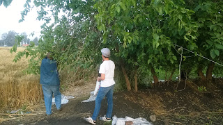 Berries in Berkit El-Saba' , Al Minufiyah, berries, egypt, health, nutrition, اكل التوت, التوت, الحسينى محمد, الخوجة, الصحة, المعلمين, berries, أكل التوت فى بركة السبع’التوت, الحسينى محمد, الخوجة, المنوفية, بركة السبع, فوائد اكل التوت