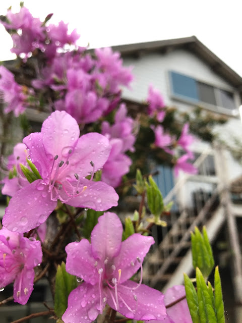 We are living in the nature. Cottage and Rhododendron dilatatum.