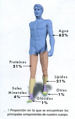 Vitaminas y minerales y sus funciones