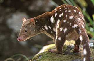 quoll