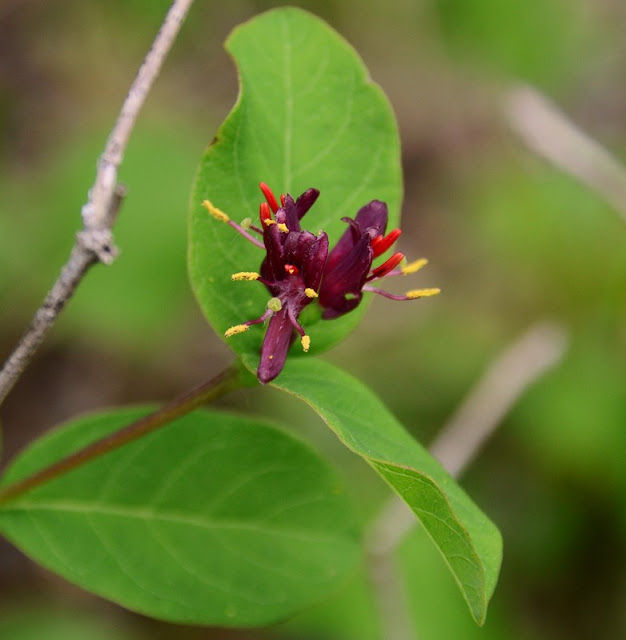 Lonicera chamissoi,  Alpine Honeysuckle, cohanmagazine.blogspot.com