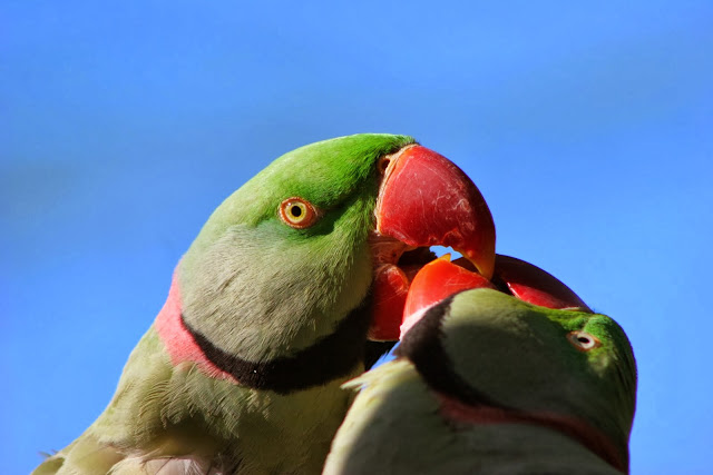 Green Parrot Wallpapers HD