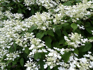 Hydrangea paniculata 'Greenspire'