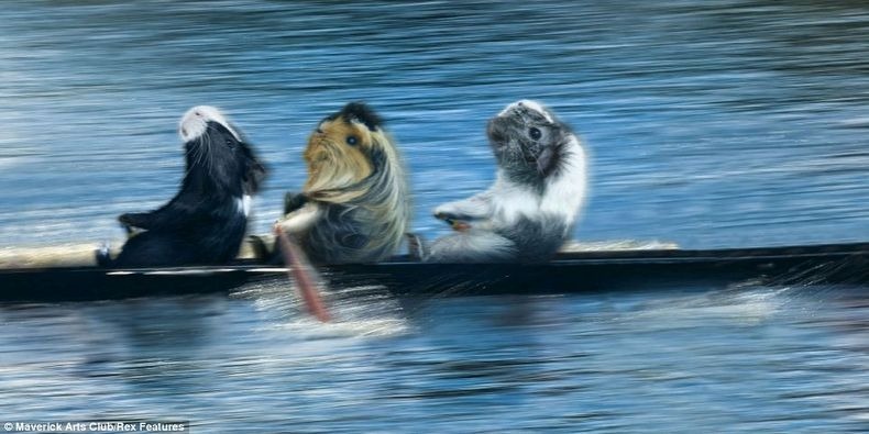 guinea-pig-games-2