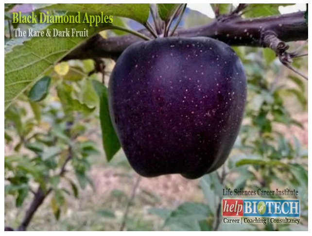 Black Apples – The Rare & Dark Fruit 