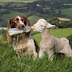 A Dog Bottle-Feeding A Baby Lamb