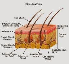  anatomi kulit sehat