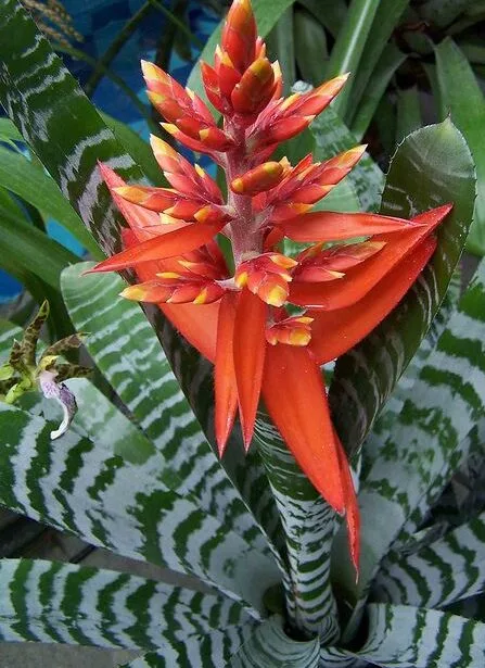 Saiba tudo sobre Bromélia-zebra ou Aechmea chantinii