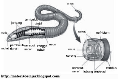 Penjelasan Lengkap Sistem Ekskresi pada Hewan Invertebrata Penjelasan Lengkap Sistem Ekskresi pada Hewan Invertebrata