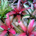 Jual pohon bromelia | supplier tanaman indoor | tanaman untuk taman kering | jasa tukang taman