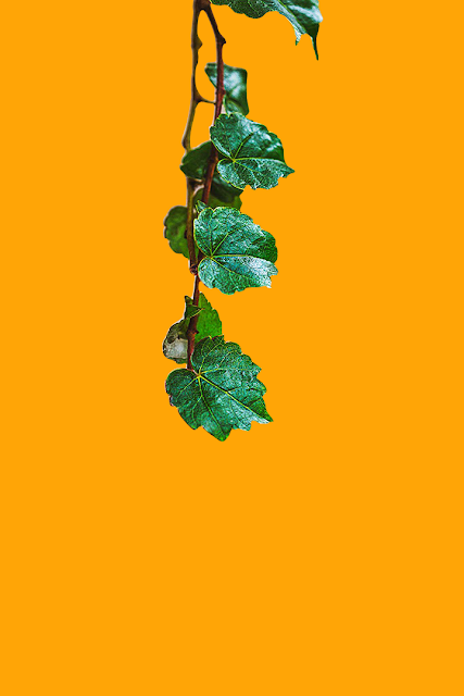 [ Enumcut ]  Ivy leaf Photo - Remove Background  From Image (Result Example)