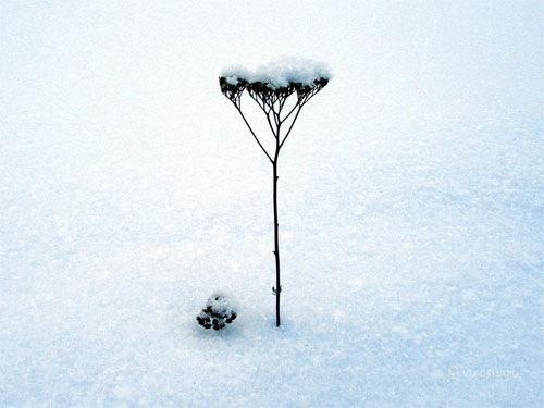 Lonely Winter Tree Wallpaper