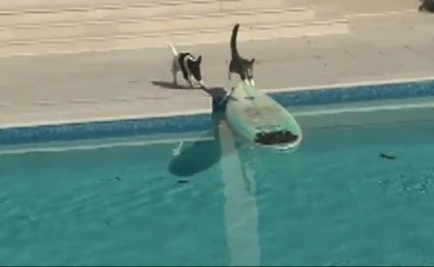 Cat escapes from dog with surprise leap onto surfboard (VIDEO)