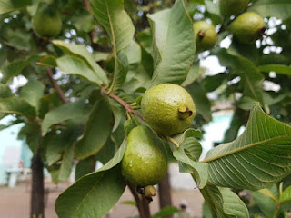 guava-best-diet-fruit