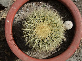 Echinocactus Grusonii,cactus