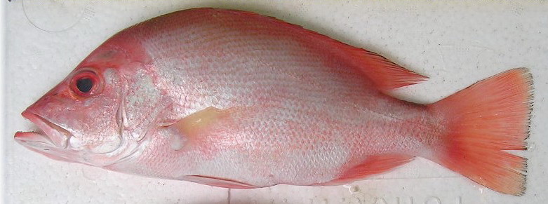 PD. Usaha Mandiri: Harga Ikan