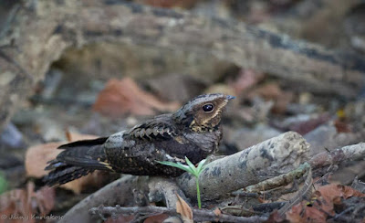 Andaman Nightjar