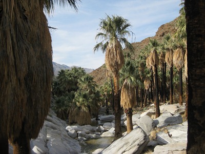 Palm Canyon, Palm Springs, California