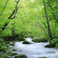 gambar hutan tropis, foto hutan