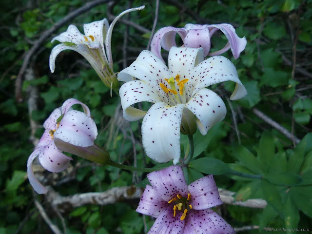 57: white lilies with dark purple spots