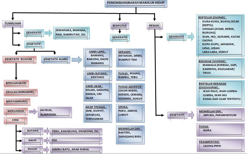  Peta  Konsep  Perkembangbiakan HAIFA NAILA ZAHRA BLOG