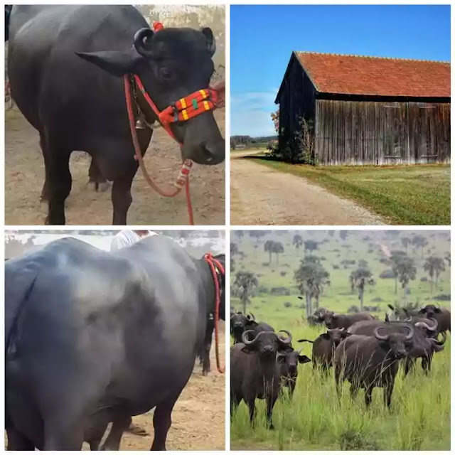 Murrah buffalo farming