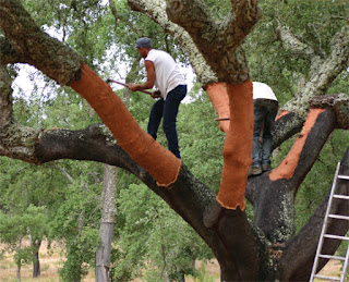 Klasifikasi Quercus Suber