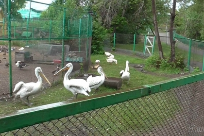 Жители Омской области сделали шашлык из птиц занесённых в Красную книгу