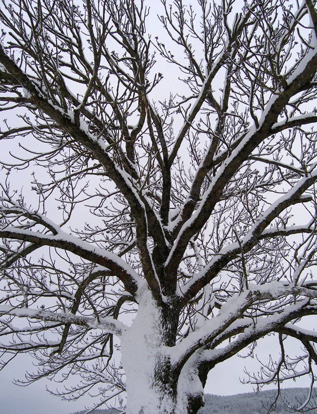 Jan2009 389