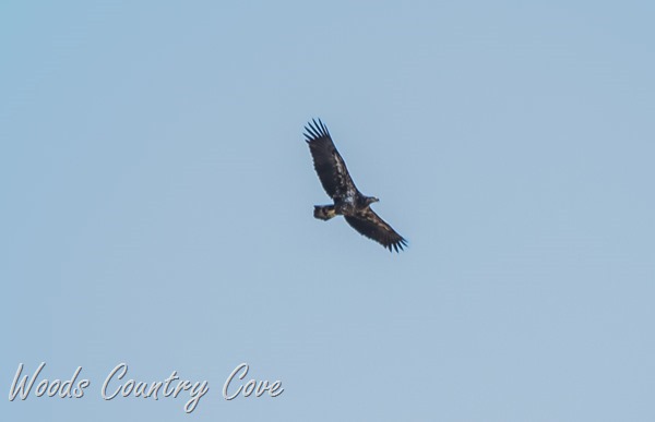 NOVEMBER 2015 (1 of 45)