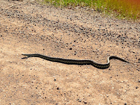 gopher snake sunning on gravel road