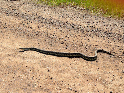 gopher snake sunning on gravel road