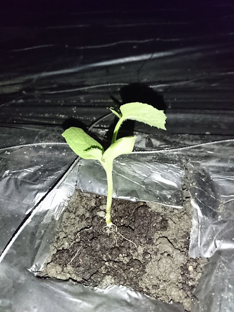 隧道式網室，洋香瓜，定植Tunnel net room, cantaloupe, planting
