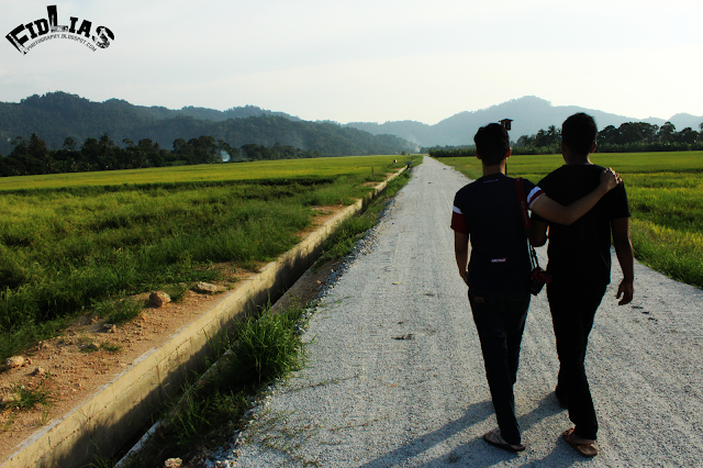 penang , paddy field 