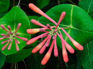 honeysuckle flower