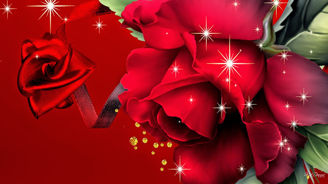 beautiful red rose wallpapers