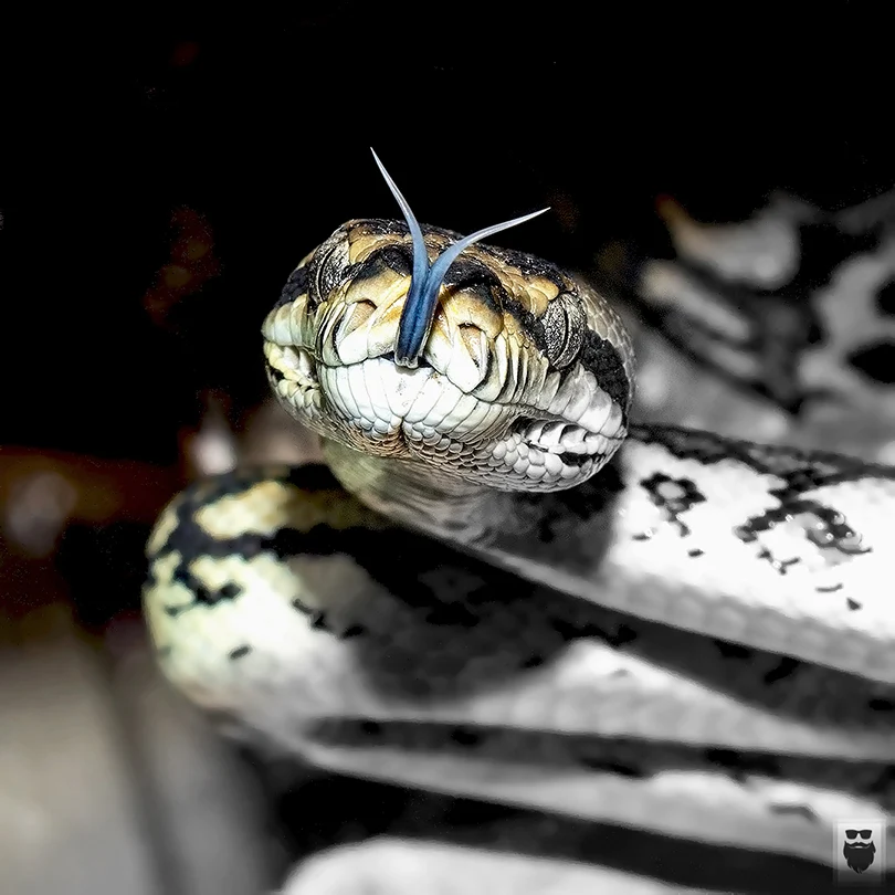 Carpet/Jungle Python with tongue tasting the air