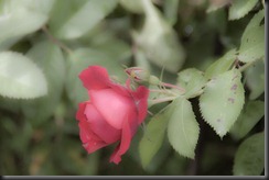 IMGP1463