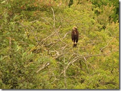Marsh Harrier