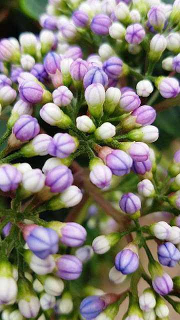 Purple and pink flowers