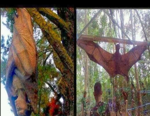 Gambar Keliwon Di Hutan Pahang Adalah Tidak Benar